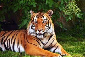 Bengal tiger uciekł od włoskiego mobilnego cyrku